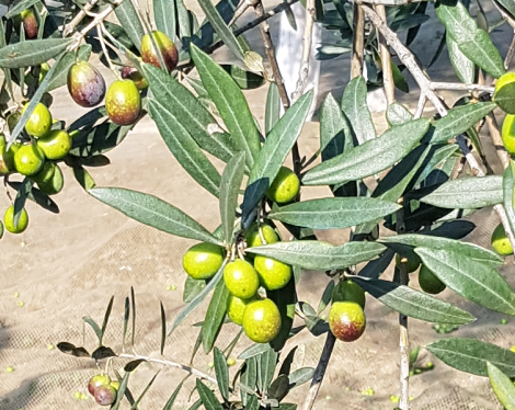 leccio del corno olivo italia